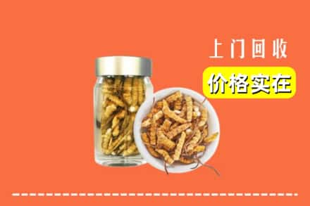 锡山区回收散虫草